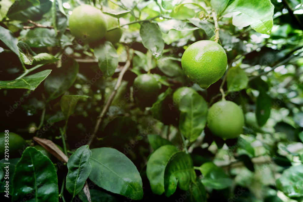 The lime or green lemon hang on the branches of the tree in the garden
