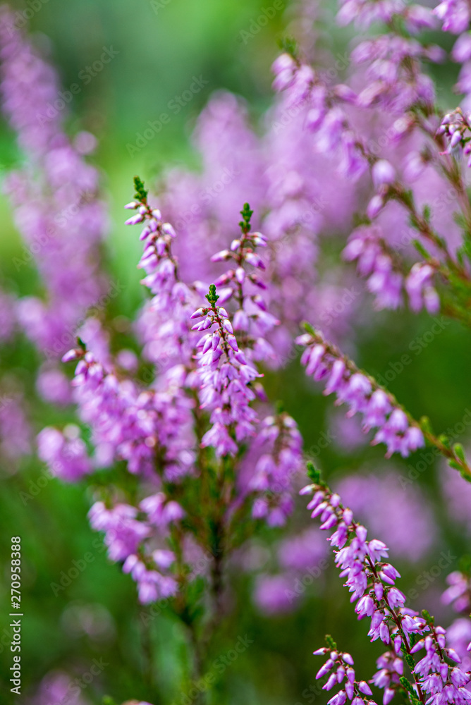 heather flowers in forest on green background blur heather flowers in forest on green background blur