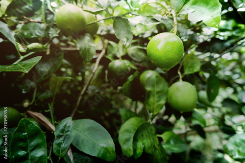 The lime or green lemon hang on the branches of the tree in the garden