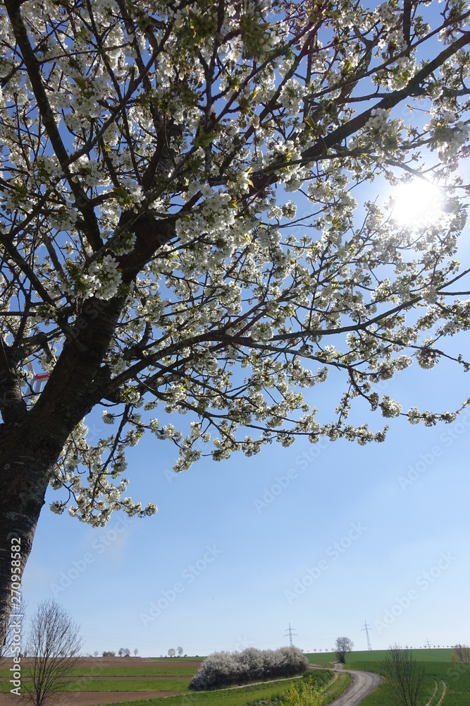 Obraz premium Blüten