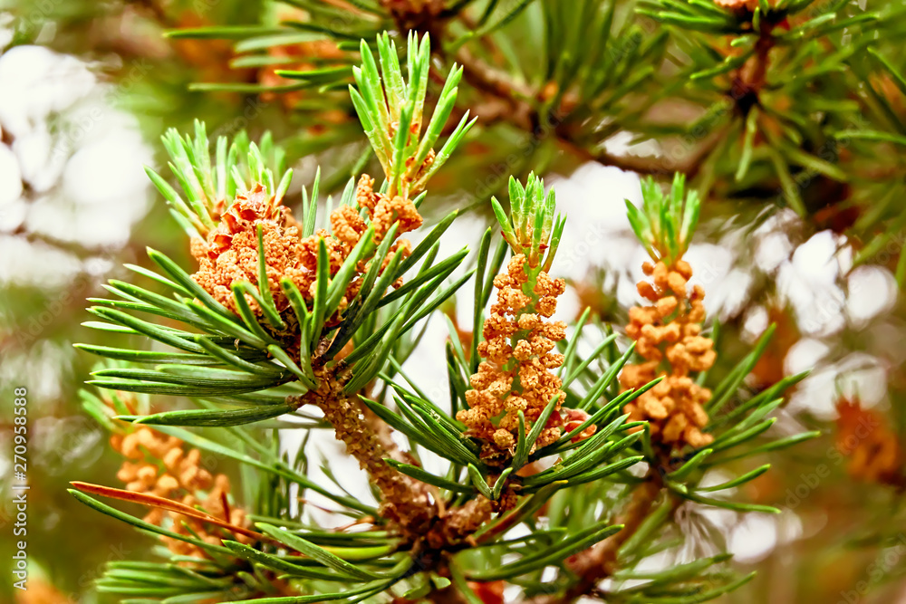 branch with cones branch with cones