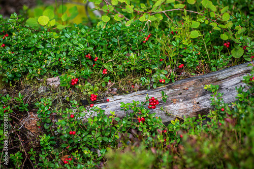 Foto red lingonberry fruits in green forest moss in sunny summer day