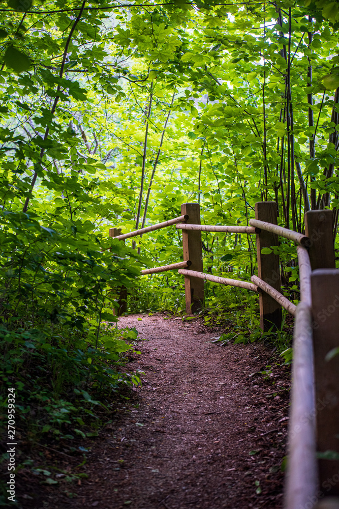scenic beautiful tourist trail footpath in green forest scenic beautiful tourist trail footpath in green forest