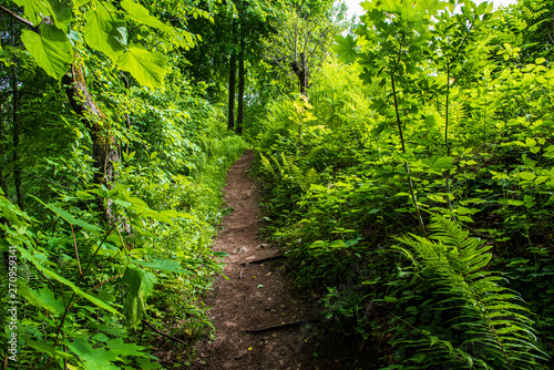 scenic beautiful tourist trail footpath in green forest