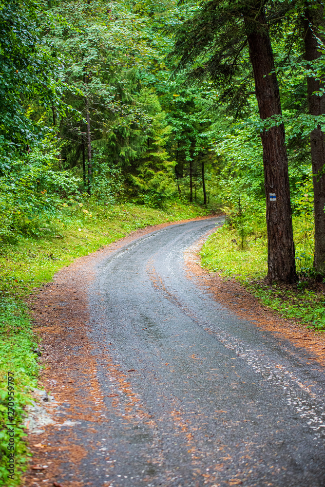 Fototapeta premium scenic beautiful tourist trail footpath in green forest