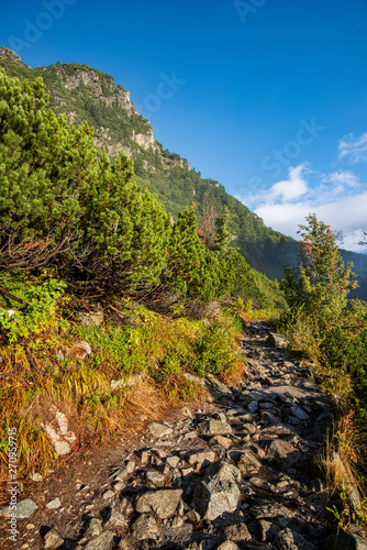 scenic beautiful tourist trail footpath in green forest