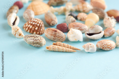 Summer vacation composition idea, seashells on blue background