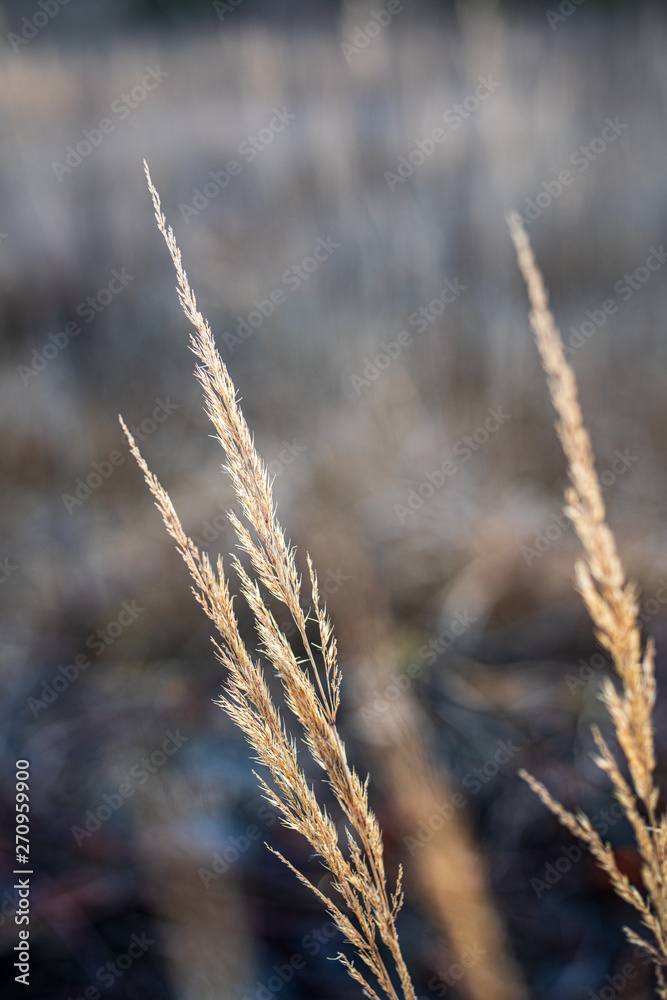 dry grass bents on blur background texture dry grass bents on blur background texture