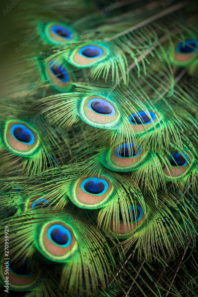 Fototapeta premium closed-up shot on colorful peacock feather 