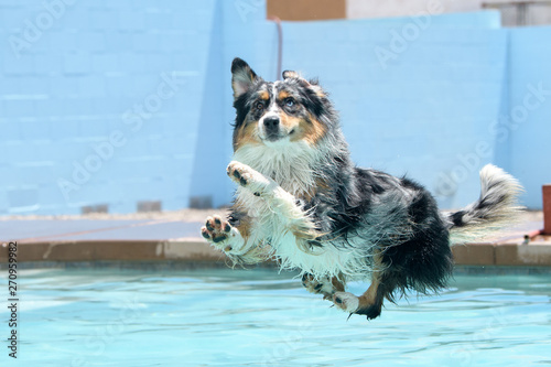 Merle Aussie wyląduje w basenie