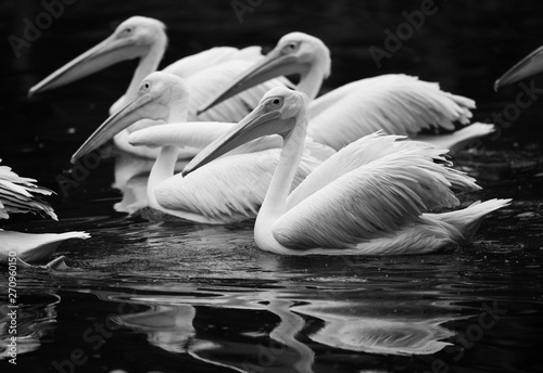 swimming pelicans and their reflection in black and white