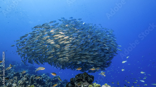 Bait ball in coral reef of Caribbean Sea around Curacao