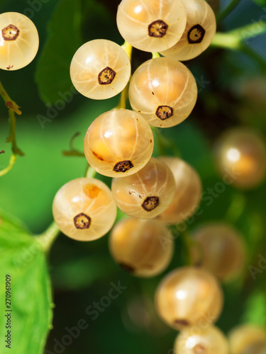 bunch of white currant growing at bush  branch photo