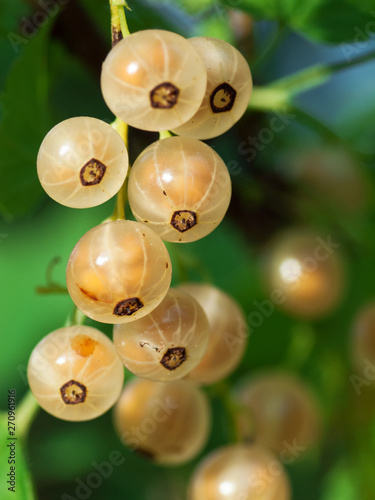 bunch of white currant growing at bush  branch photo