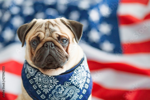 Beautiful beige puppy pug on the background of the American flag on Independence Day.