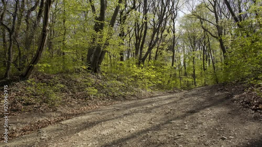 Walk through the forest road at the Fruska Gora National Park Mountain Walk through the forest road at the Fruska Gora National Park Mountain