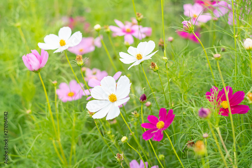 Beautiful Pink and white cosmos flower blooming in the garden background.