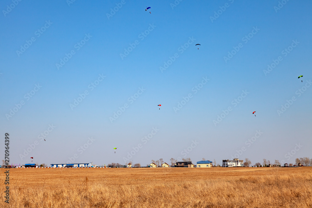 Six paratroopers paragliding landing on the yellow field during extreme sports and jumping from an airplane from a height in the blue sky over low houses airport Six paratroopers paragliding landing on the yellow field during extreme sports and jumping from an airplane from a height in the blue sky over low houses airport