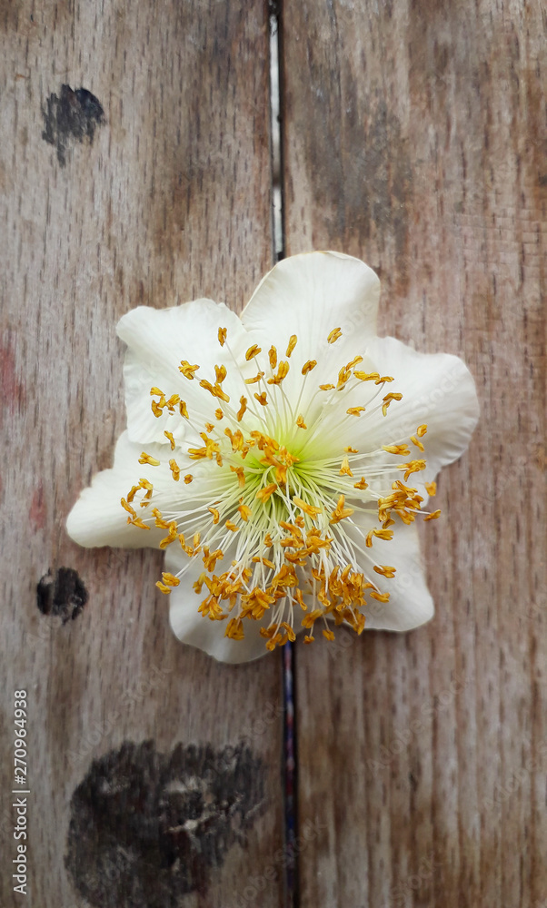 Male Actinidia, Kiwi flower on the old wooden textured table, macro photography