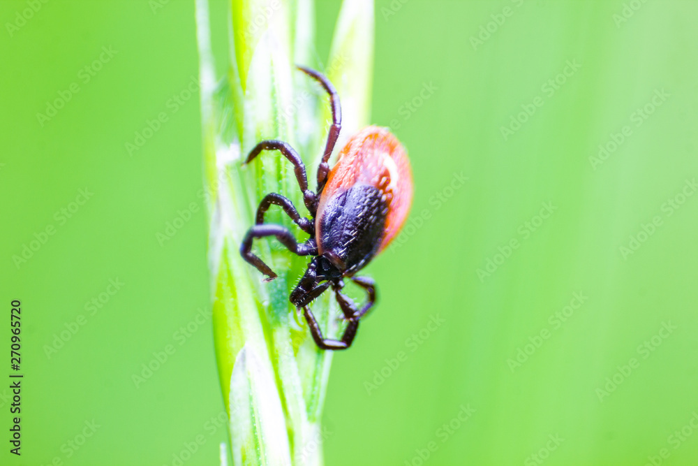 The castor bean tick (Ixodes ricinus). The castor bean tick (Ixodes ricinus).