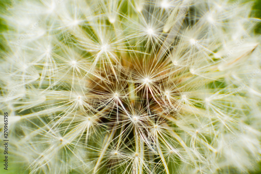 Dandelion seeds on a fresh green morning background. Dandelion seeds on a fresh green morning background.