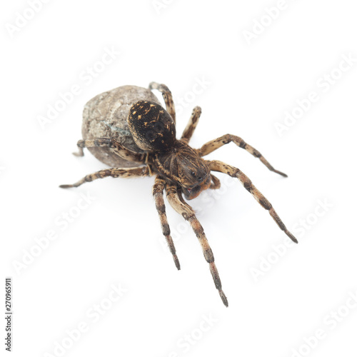 Female of wolf spider with cocoon isolated on white
