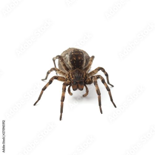 Female of wolf spider with cocoon isolated on white