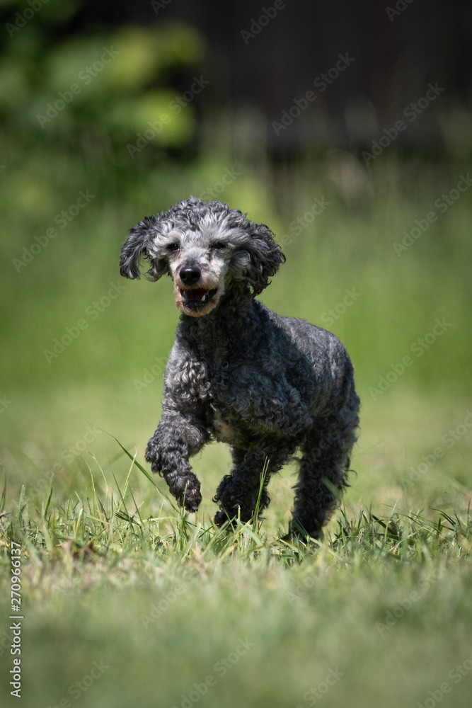 Small grey Poodle rescue dog runs on a lawn
