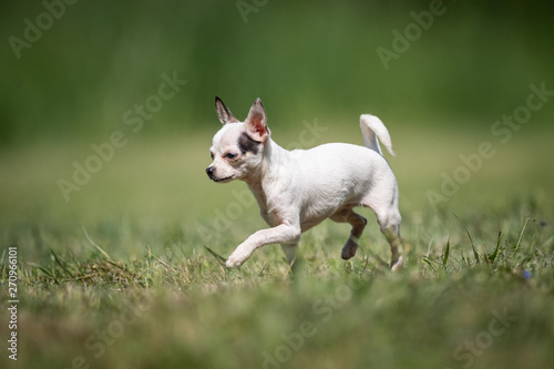 Small white crossbred Chihuahua rescue dog runs on a lawn © Ivana Tačíková