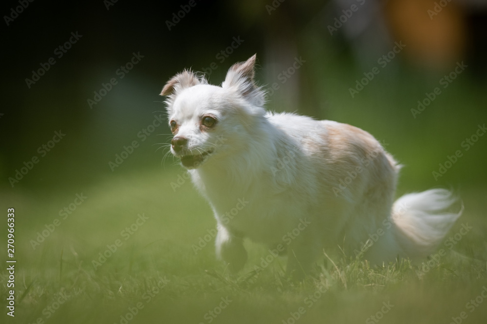 Small white and beige crossbred Chihuahua rescue dog runs on a lawn