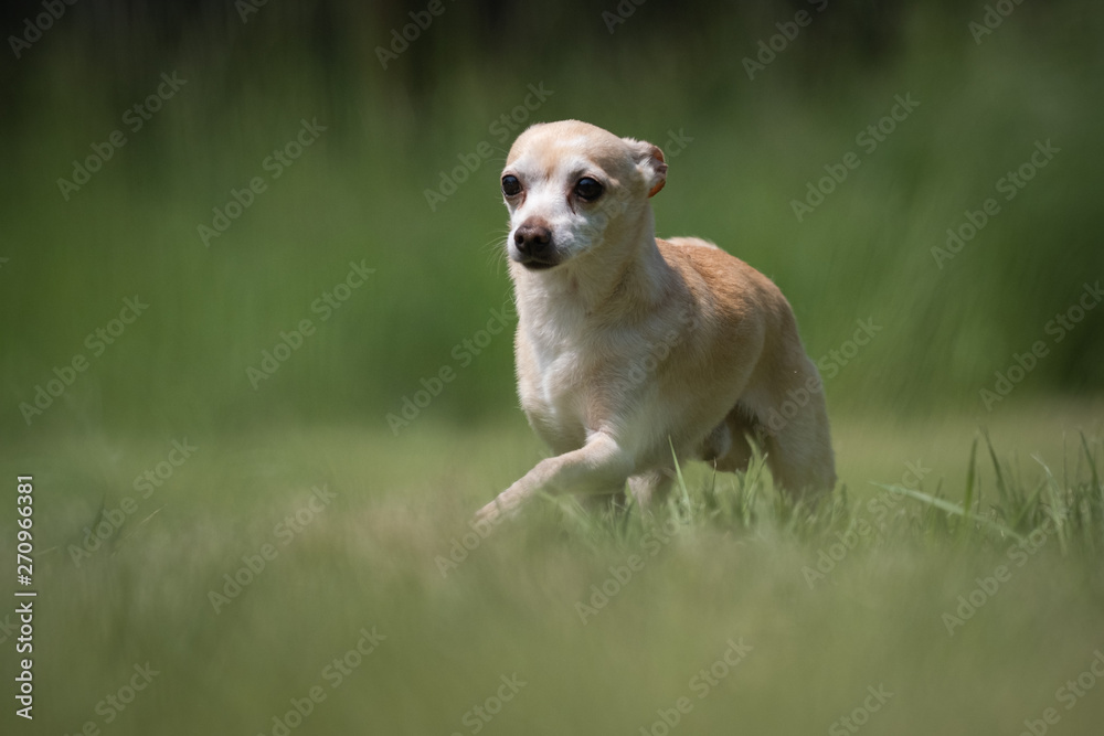 Small white and beige crossbred Chihuahua rescue dog walks on a lawn