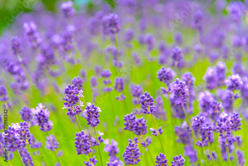 close-up violet Lavender flowers field at summer sunny day with soft focus blur background. Furano, Hokkaido, Japan