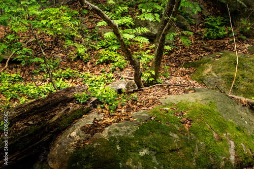 European Wildcat, Felis silvestris, in european summer forest. Typical environment. Europe.