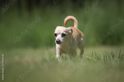 Small white and beige crossbred Chihuahua rescue dog walks on a lawn © Ivana Tačíková