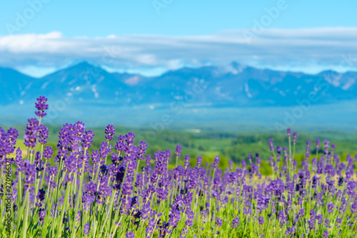 close-up violet Lavender flowers field at summer sunny day with soft focus blur natural background. Furano, Hokkaido, Japan