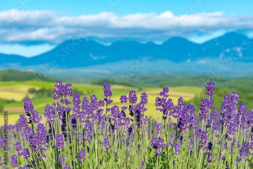 close-up violet Lavender flowers field at summer sunny day with soft focus blur natural background. Furano  Hokkaido  Japan