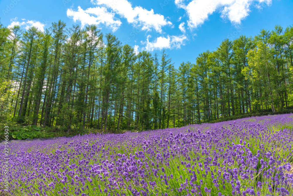 Vest violet Lavender flowers field at summer sunny day with natural background at Farm Tomita, Furano, Hokkaido, Japan