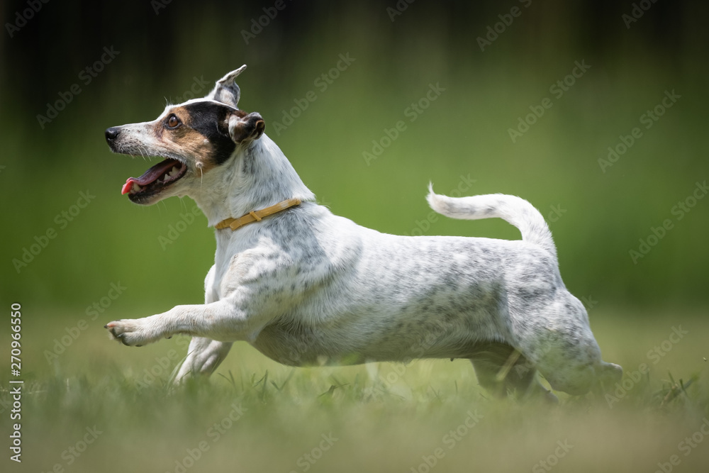 Small mottled crossbred Terrier rescue dog runs on a lawn Small mottled crossbred Terrier rescue dog runs on a lawn