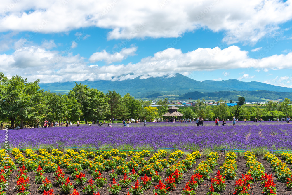 Vest violet Lavender flowers field at summer sunny day with natural background at Farm Tomita, Furano, Hokkaido, Japan Vest violet Lavender flowers field at summer sunny day with natural background at Farm Tomita, Furano, Hokkaido, Japan
