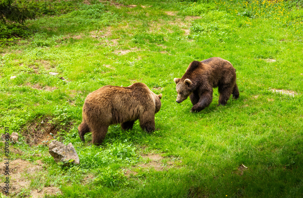 Brown bear walking free in a summer forest. Brown bear walking free in a summer forest.