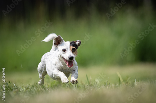 Small mottled crossbred Terrier rescue dog runs on a lawn