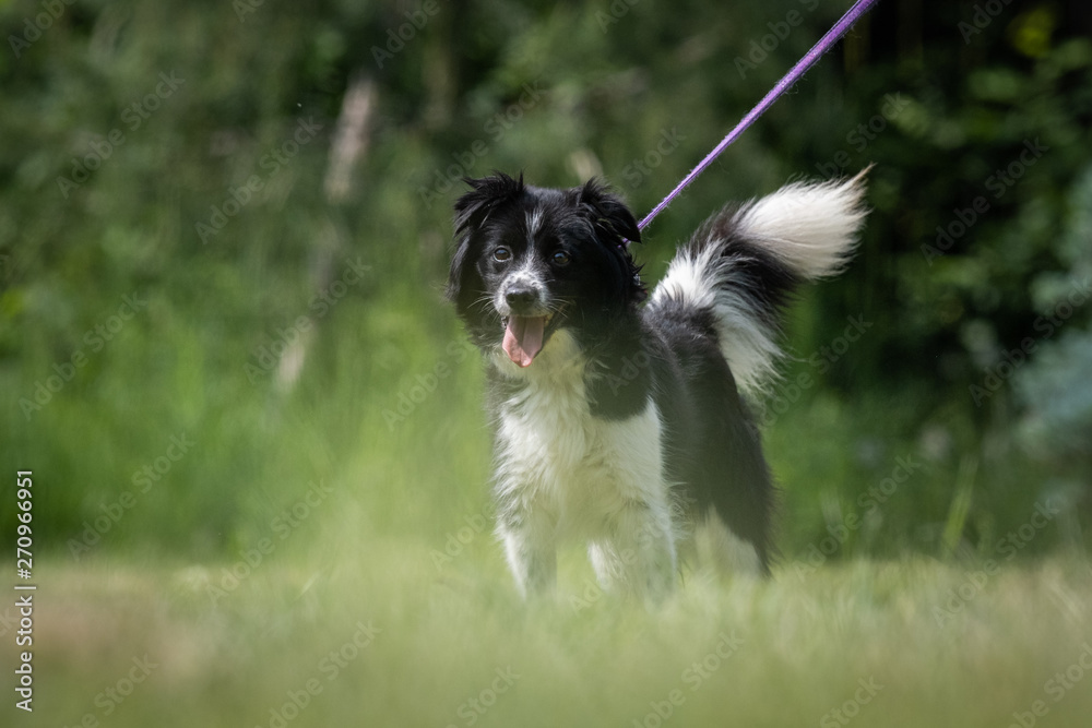 Small black and white crossbred rescue dog on a leash stands on a lawn