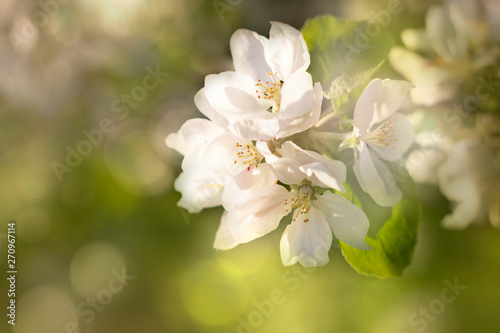 Beautiful white Apple blossom-nature spring Sunny background. Soft focus with bokeh .