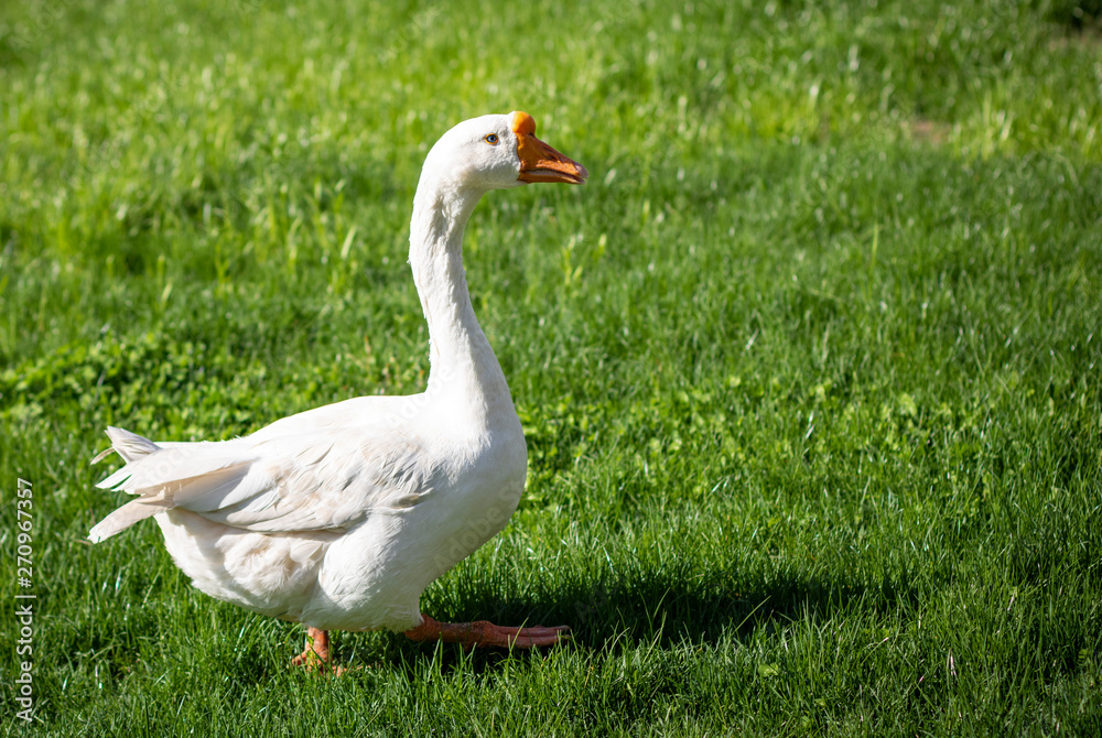 white goose walks on the green grass near the lake in the sunlight. white goose walks on the green grass near the lake in the sunlight.