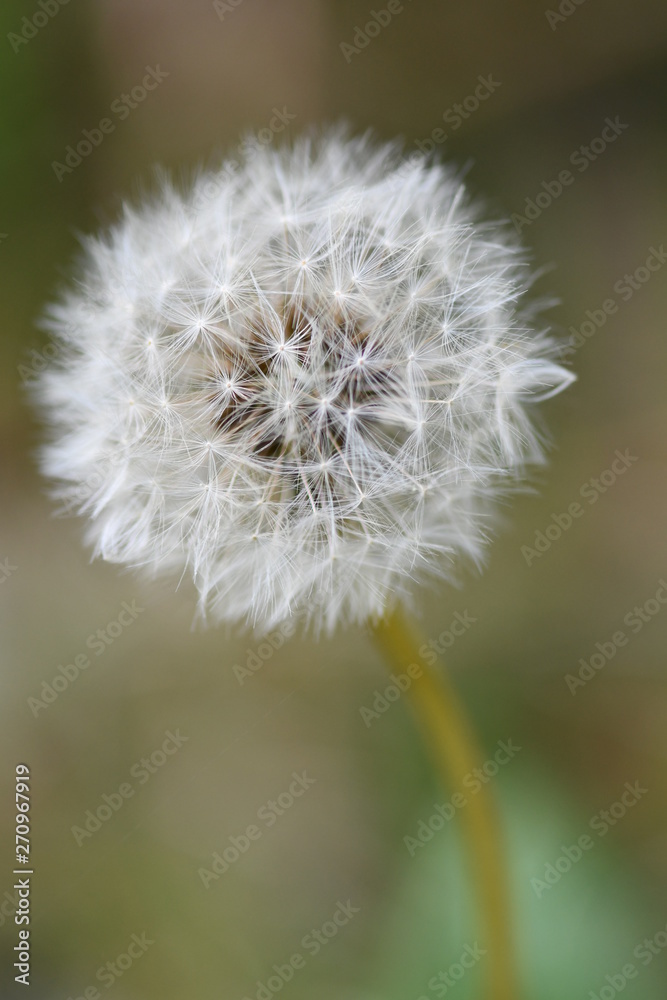 Fototapeta premium Dandelion Seeds