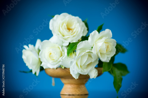 bouquet of beautiful white roses on a blue