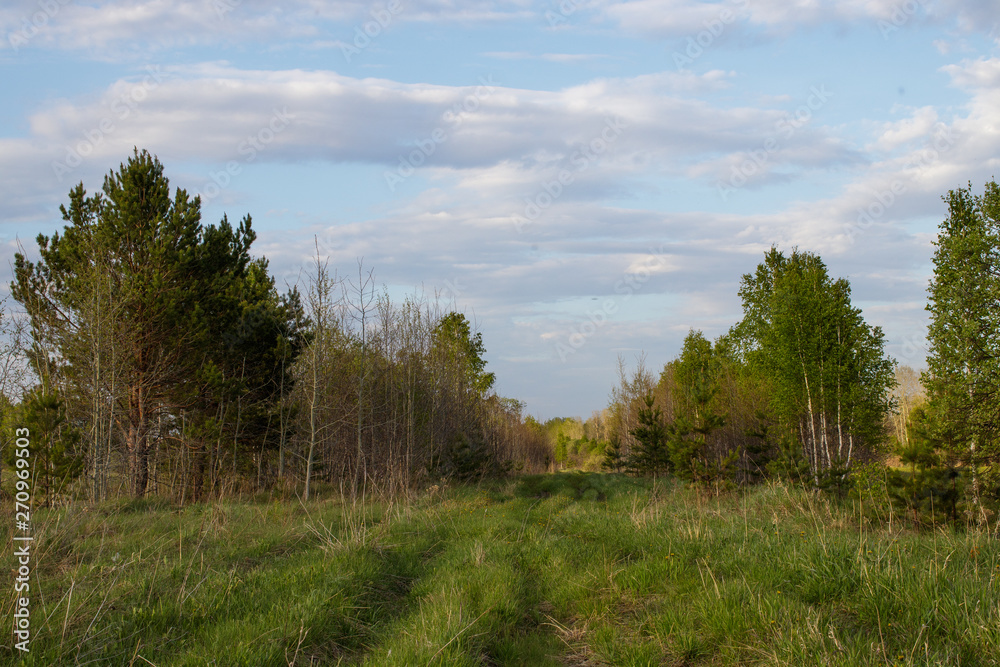 Forest track in the distance in the Siberian mixed forest. Forest track in the distance in the Siberian mixed forest.