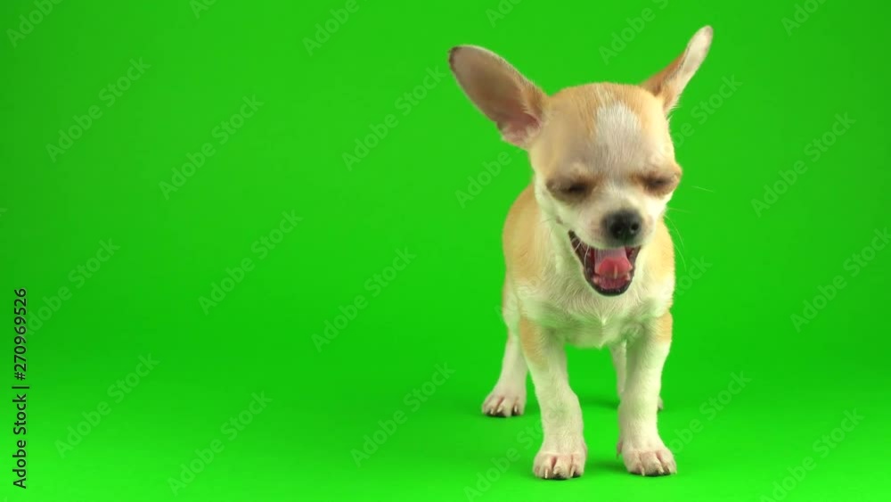 Cute puppy chihuahua dog on green screen background Cute puppy chihuahua dog on green screen background