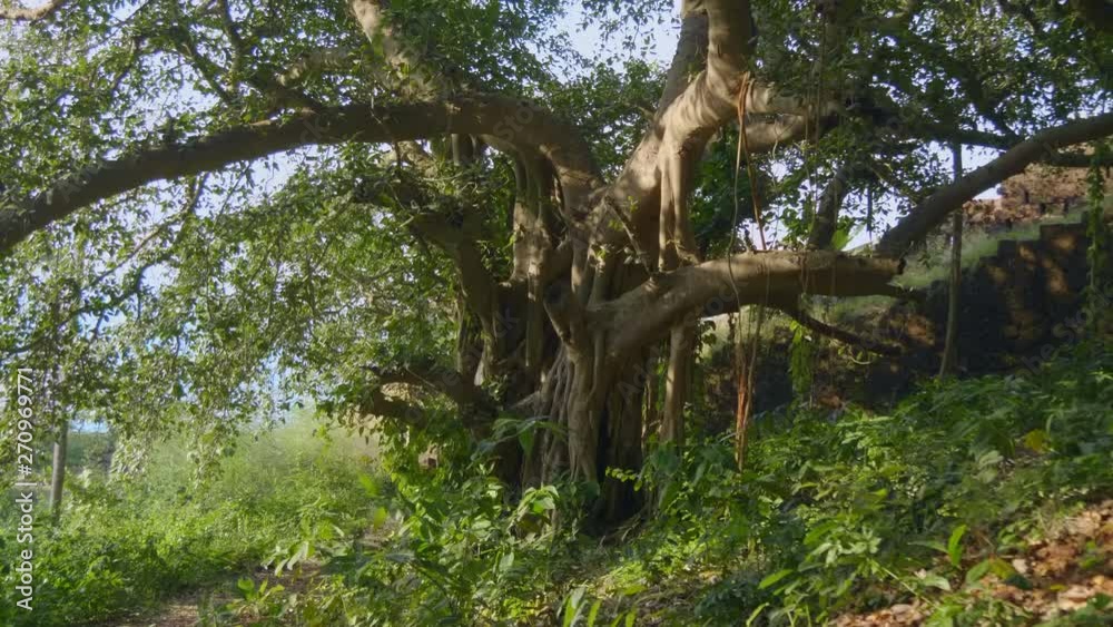 Big ficus or banyan tree - is huge tree in India. Shot in motion Big ficus or banyan tree - is huge tree in India. Shot in motion