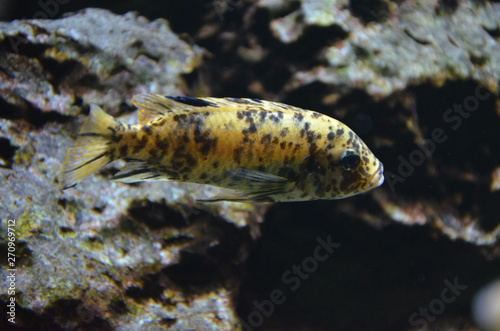 Tropical fish in aquarium © Denise Serra